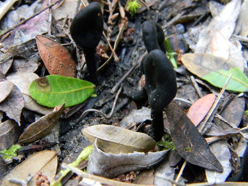 1900 Febbraio vecchio ritrovamento